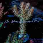 Acropora – Robot Santa Claus