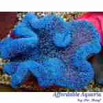 Blue Carpet Anemone