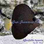 Gem Tang (Captive Bred- QM Labs)