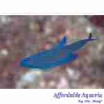 Randall's Assessor Basslet