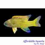 Randall's Assessor Basslet - Image 2