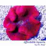 Red/Pink carpet Anemone
