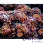 Speckled Bubble Tip Anemone